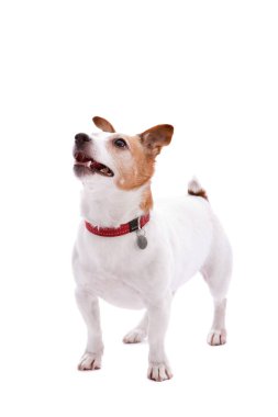 şirin jack russel terrier tam vücut Shot beyaz zemin üzerine