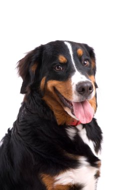 dilini onun ağzından mutlu nefes nefese bernese dağ köpeği