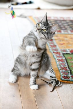 Cute grey kitten swinging it's paw at a feather