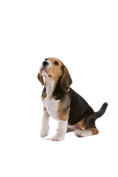 Cute Młodych Beagle Szuka Uważny Jedną Nogę Górę — Zdjęcie stockowe