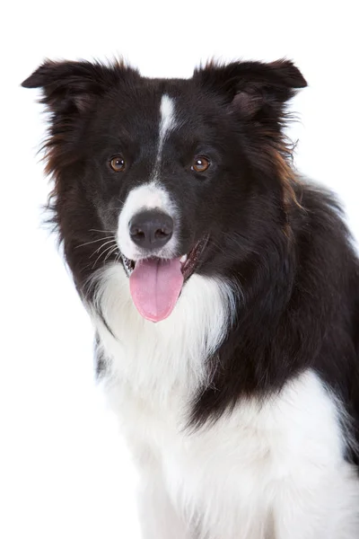 Bela Jovem Fronteira Collie Branco Fundo — Fotografia de Stock