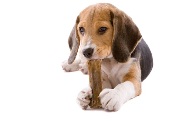 Lindo Beagle Joven Masticando Hueso Fresco — Foto de Stock