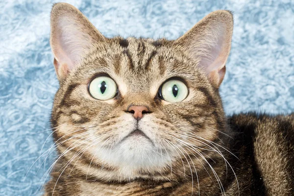 Cute Young Cat Looking Total Surprise — Stock Photo, Image