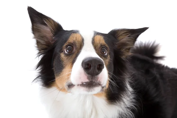 Lindo Perro Pastor Mirando Ligeramente Perplejo Hacia Arriba — Foto de Stock