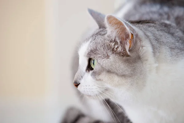 Lindo Gato Vista Lateral Close Retrato — Fotografia de Stock