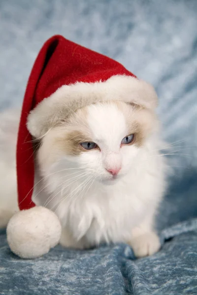 Küçük Noel Baba Şapkası Giyen Sevimli Küçük Ragdoll Kedi Yavrusu — Stok fotoğraf