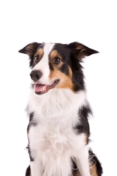 Lindo Perro Pastor Tres Colores Sentado Sobre Fondo Blanco — Foto de Stock