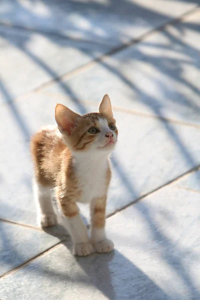 Adorable Little Red Kitten Looking Upwards Standing Early Morning Sunlight — Stock Photo, Image