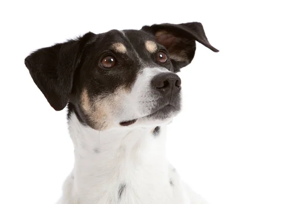 Cão Bonito Com Preto Branco Marrom Olhando Para Cima — Fotografia de Stock
