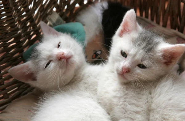 两个小的年轻小猫躺在篮子里一起关闭 — 图库照片