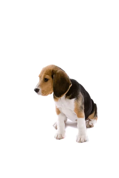 Kleine Pup Beagle Witte Achtergrond Zoek Iets Triest — Stockfoto