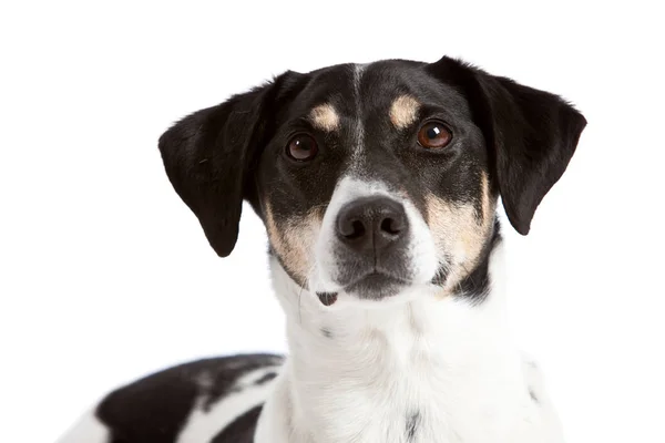 Curious Dog Looking Straight Camera White — Stock Photo, Image