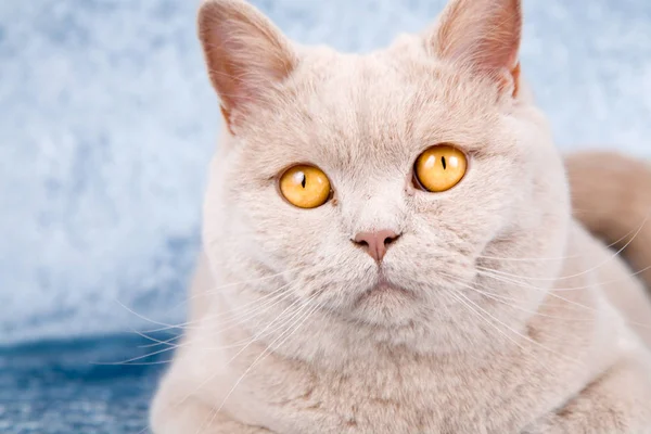 Cute Creamy Beige Cat Posing Relaxing Blue Velvet Sofa — Stock Photo, Image