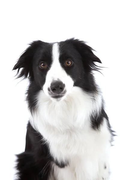 Niedlicher Schäferhund Schaut Neugierig Die Kamera — Stockfoto