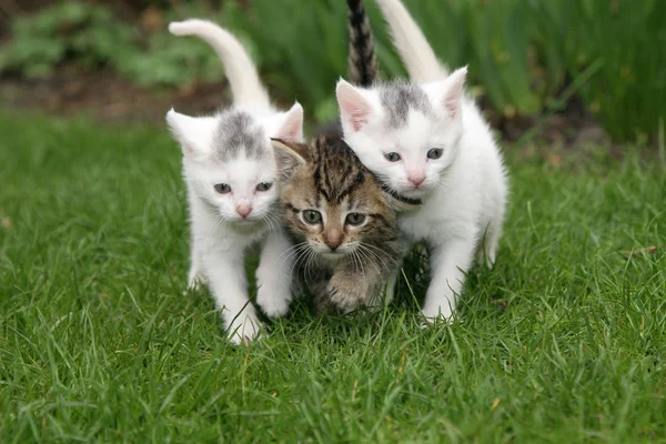 Three Small Kittens Walking Garden Close Together — Stock Photo, Image