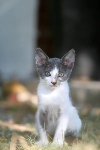 Ciekawa Kociak Ogromne Uszy Patrząc Kamerę — Zdjęcie stockowe