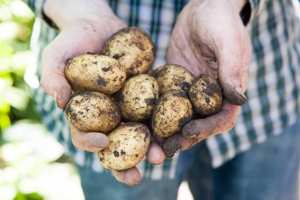 Bunch Fresh Potatoes Taking Out Earth — Stock Photo, Image