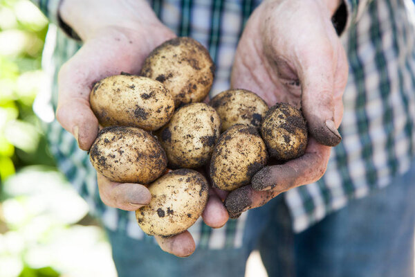 Bunch of fresh potatoes taking out of the earth