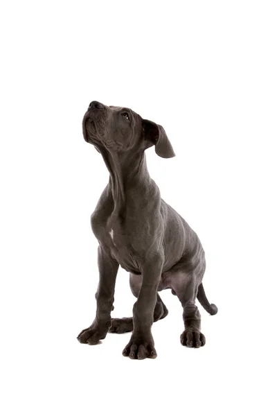 Rozkošný Mladý Pes Který Čeká Těšit Bílém Pozadí — Stock fotografie