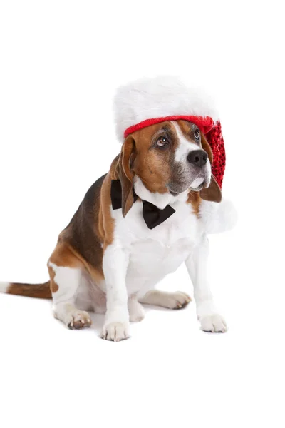 Beagle Bonito Usando Uma Gravata Chapéu Natal Fundo Branco — Fotografia de Stock