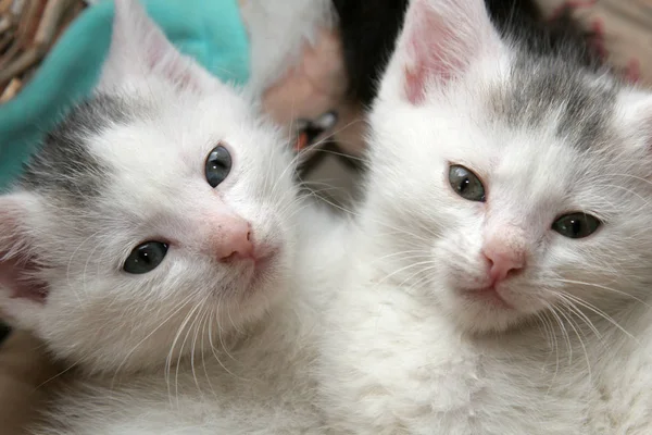 Dwa Kociaki Trochę Leżąc Razem Ich Koszyku — Zdjęcie stockowe