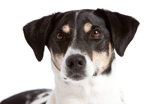 Cão Bonito Bonito Fundo Branco — Fotografia de Stock