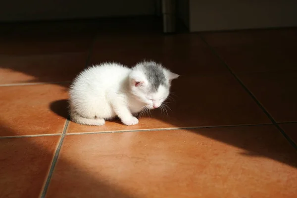 Kleine Kätzchen Von Vier Wochen Genießen Das Letzte Sonnenlicht Des — Stockfoto
