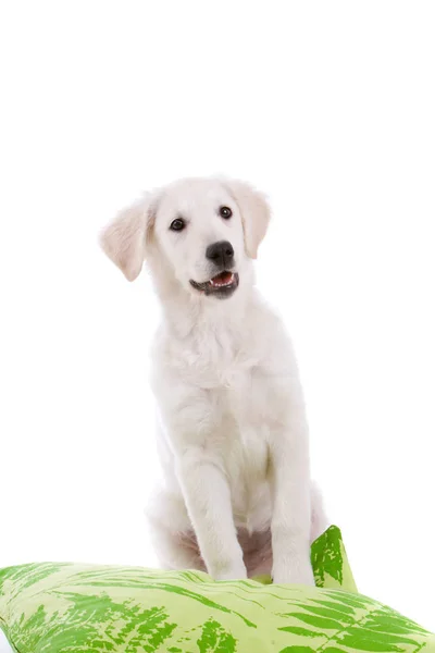 Söt Golden Retriever Valp Söker Glad Vit — Stockfoto