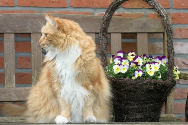 Çiçek Sepeti Ile Büyük Bir Kırmızı Kedi — Stok fotoğraf