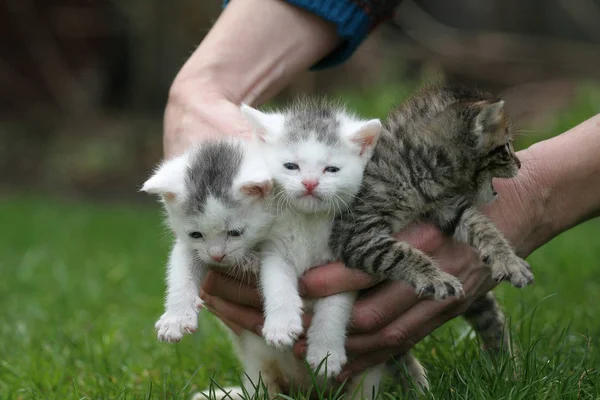 Três Gatos Colocar Para Baixo Gramado — Fotografia de Stock