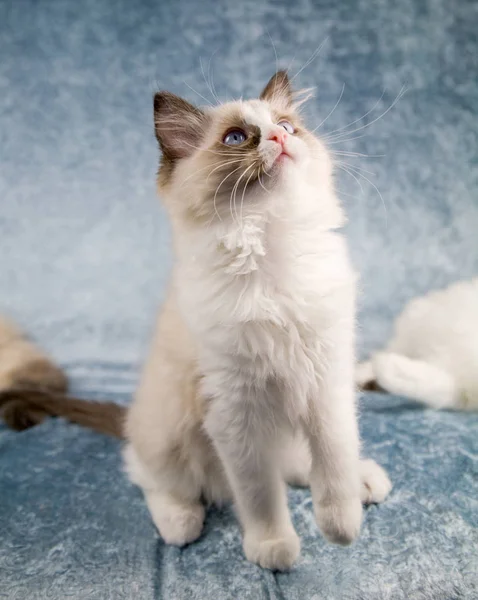 Cute Little Kitten Looking — Stock Photo, Image