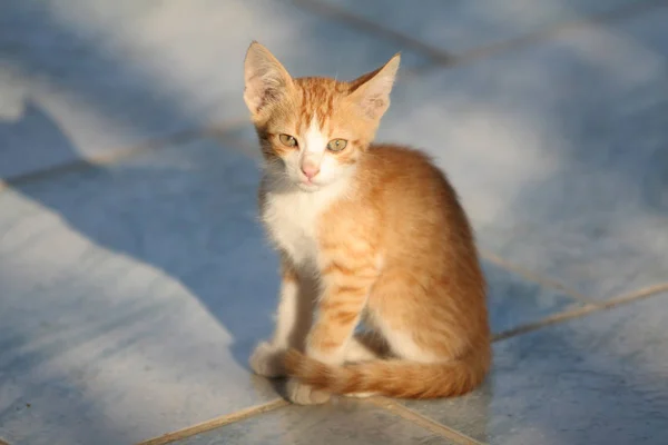 Bellissimo Gattino Rosso Seduto Agli Ultimi Raggi Sole — Foto Stock