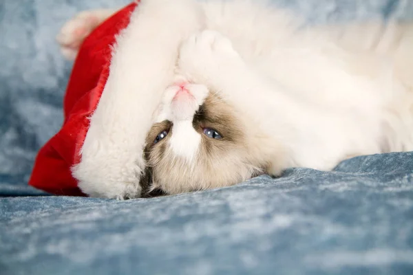 Kitten Słodkie Ragdoll Leży Kanapie Santa Hat — Zdjęcie stockowe