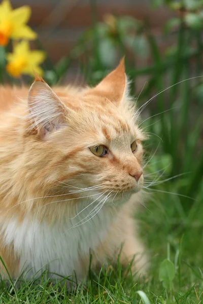 Güzel Kırmızı Kedi Portre — Stok fotoğraf