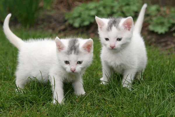 Dvě Bílá Koťátka Důraz Kladen Kotě Levé Straně — Stock fotografie