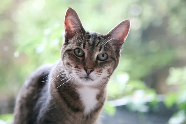 Sevimli Tekir Kedi Portre — Stok fotoğraf