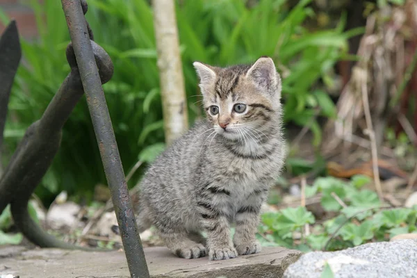 Küçük Kedi Bahçe Keşfetmek — Stok fotoğraf