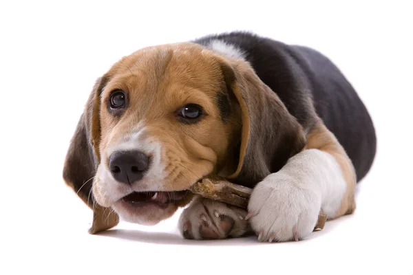 Adorable Cachorro Joven Perro Masticando Hueso Sobre Fondo Blanco — Foto de Stock