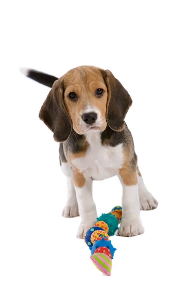 Carino Giovane Beagle Cucciolo Cercando Molto Protettivo Dei Suoi Giocattoli — Foto Stock
