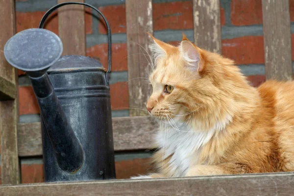 Dışarıda Bankta Oturan Güzel Kırmızı Kedi — Stok fotoğraf