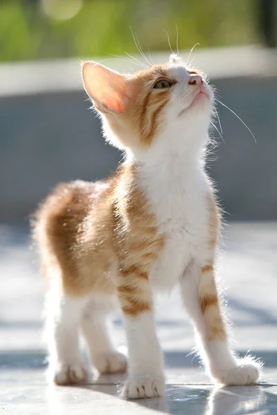 Roztomilé Mladé Červené Kotě Vzhlíží Zatímco Stojí Ranním Slunci — Stock fotografie