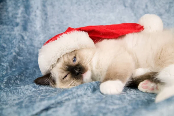 Belíssimo Gatinho Ragdoll Deitado Sofá Usando Pequeno Chapéu Papai Noel — Fotografia de Stock