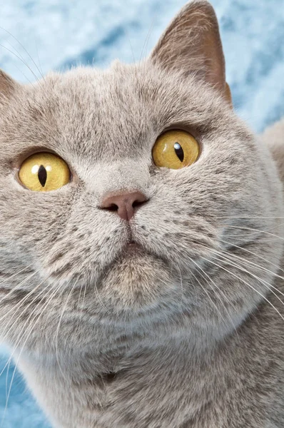 Beautiful Grey Cat Big Yellow Eyes Looking Very Surprised — Stock Photo, Image