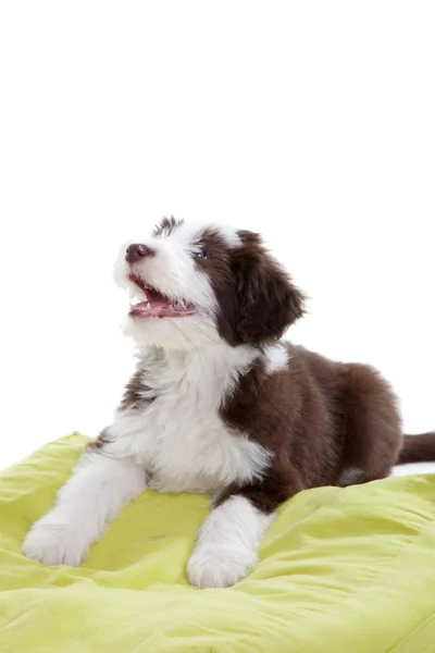 Schattig Bearded Beetje Collie Pup Witte Achtergrond — Stockfoto