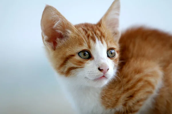 Mooie Rode Kitten Zoek Attente — Stockfoto