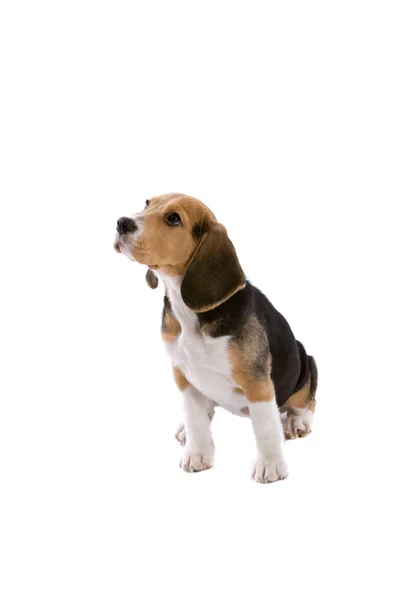 Lindo Perrito Beagle Sobre Fondo Blanco —  Fotos de Stock