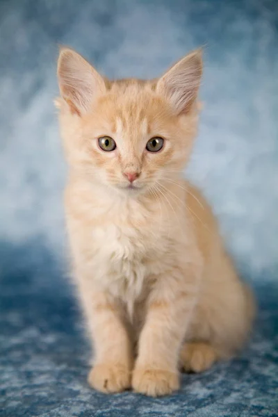 Tatlı Küçük Kırmızı Kedi Yavrusu Oturan Dik — Stok fotoğraf