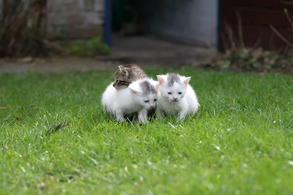 Tres Gatitos Permaneciendo Juntos Enorme Césped —  Fotos de Stock