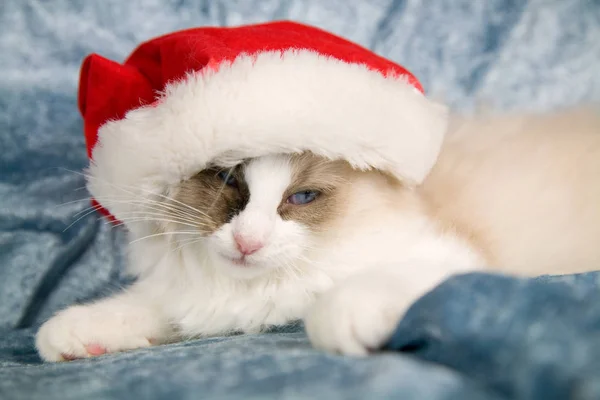 Niedliches Ragdoll Kätzchen Liegt Mit Weihnachtsmütze — Stockfoto