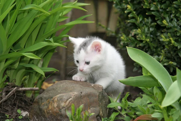 Little Kitten Lookin Garden — Stock Photo, Image